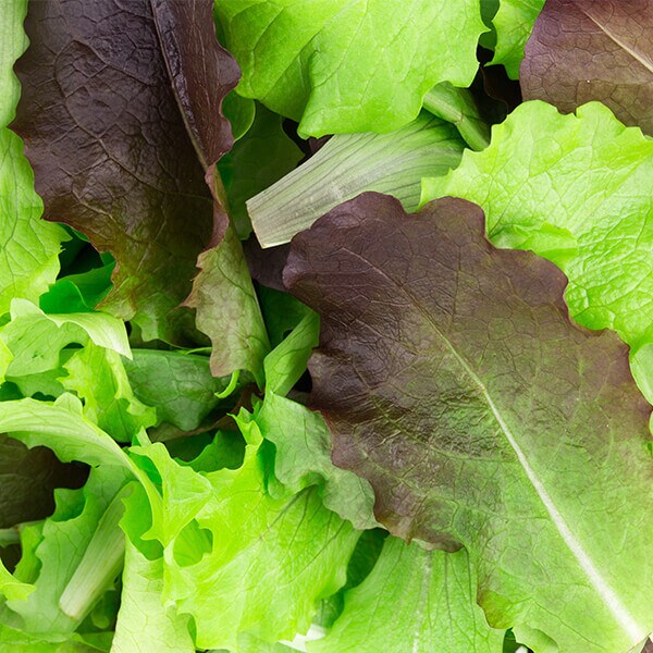 West Coast Seeds Lettuce Blend